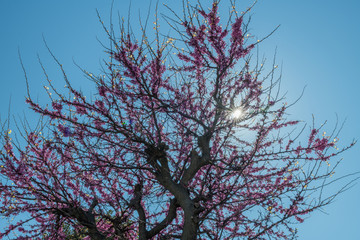 arbre fleuri dans le soleil