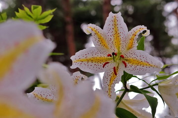 山百合の花