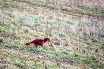 Dog breed Irish Setter running on the field in autumn. Coursing