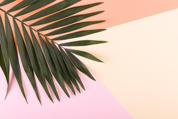 Fototapeta na wymiar Palm leaves on colored paper. Summer mood, tropical background, blank.