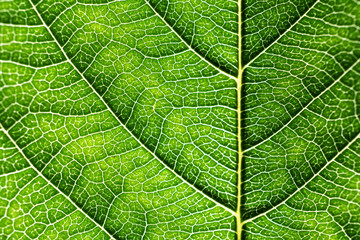Naklejka na ściany i meble Green Leaf Close Up