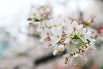 【日本の春】満開の桜