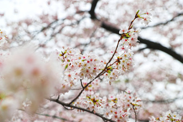 【日本の春】満開の桜