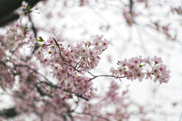 【日本の春】満開の桜