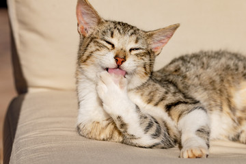 Fototapeta na wymiar Tabby cat kitten licking and washing front paw