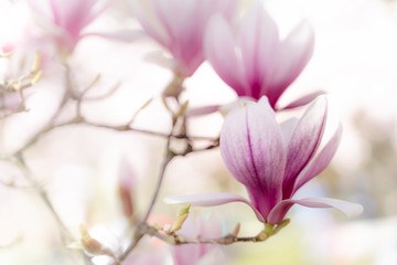 Magnolienblüten im Gegenlicht mit Bokeh