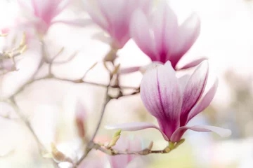 Fototapeten Magnolie Magnolienblüten im Gegenlicht mit Bokeh  © dentalfoto