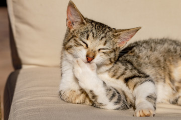 Tabby cat kitten licking and washing front paw