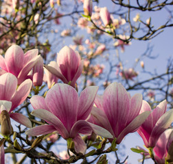 Fototapeta na wymiar Magnolia in Spring