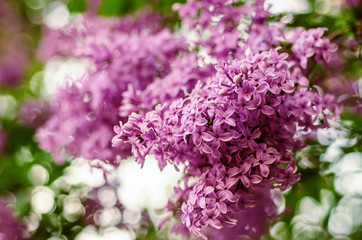 Spring lilac flowers
