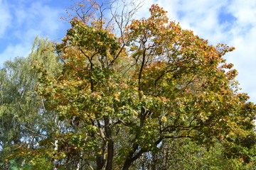 Obraz premium tree in autumn