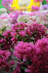 Fototapeta premium bouquet of flowers