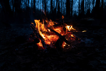 Beautiful bonfire on the background of blue night sky in the forest