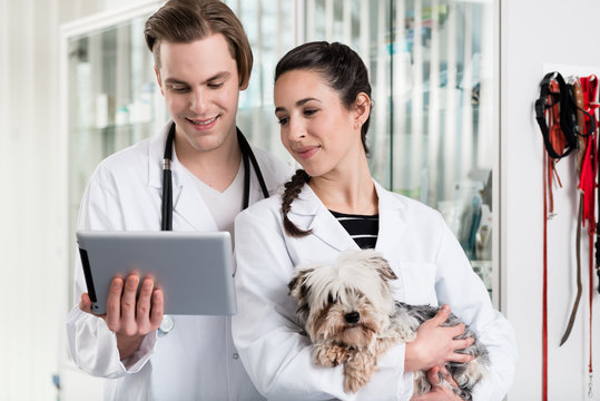 Male And Female Veterinarian Using Digital Tablet