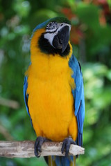Colourful parrot
