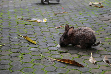 Rabbit in the temple