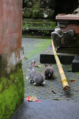 Rabbit in the temple