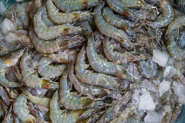 Fresh shrimps on the ice on display and sale in fish shop.  fresh shrimps from top view ready for sale at the market, shrimps background with copy space. Fresh tiger prawns with ice.