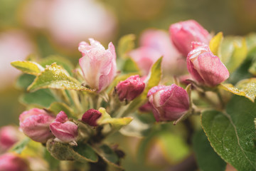 Apple tree flower