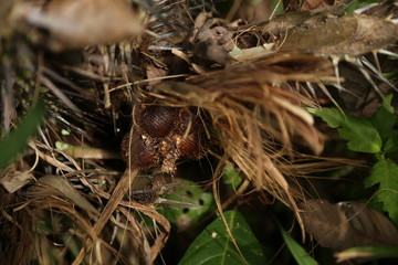 Salak