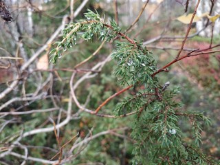 pine tree branch with cones