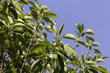 Leaves of a rubber fig, Ficus elastica.