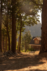 A wooden cabin, in the middle of the forest with a bright morning sun	