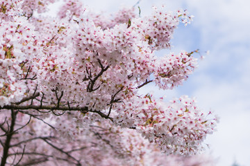 Ornamental Cherry Tree Blossom