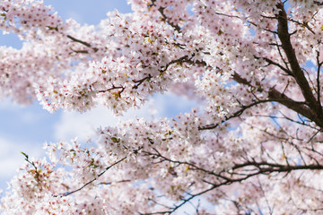 Obraz premium Ornamental Cherry Tree Blossom
