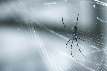 Spinne auf Spinnennetz