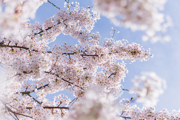 Ornamental Cherry Tree Blossom