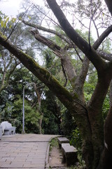 Obraz premium trees in the park