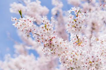 Ornamental Cherry Tree Blossom