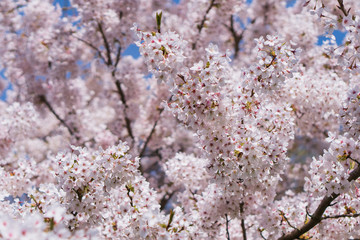 Ornamental Cherry Tree Blossom