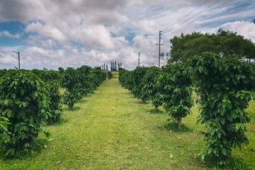 Row of coffee trees at coffee plantation on Oahu island