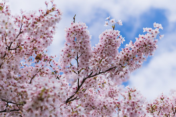Ornamental Cherry Tree Blossom