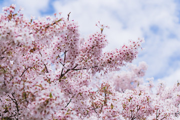 Ornamental Cherry Tree Blossom