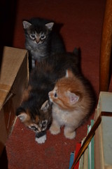 Three kittens gray red and multicolored