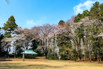 桜の風景