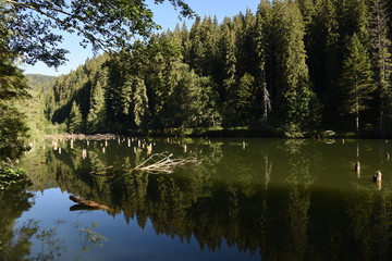 Forested mountains, fog, reflection on the water. Lacul Rosu, Harghita County, Carpathians, Romania