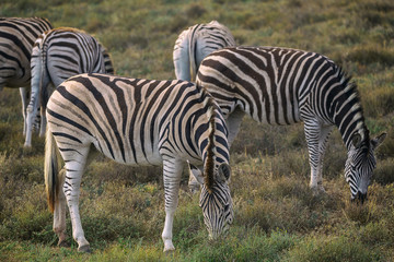 Fototapeta na wymiar Herd of Zebras in Addo National Park, South Africa