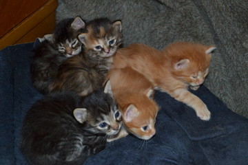 Fototapeta na wymiar A bunch of kittens of various colors