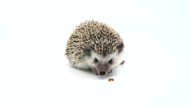 A hedgehog eats mealworms on a white background