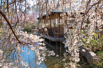 Fototapeta na wymiar Blooming cherry tree, small house on background