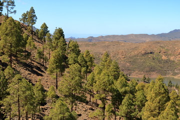 Fototapeta na wymiar Canary Island pine forest in the interior of the Gran Canaria Island, Spain