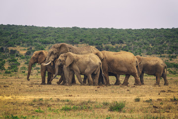 Fototapeta na wymiar Herd of african elephants in Addo National park, South Africa