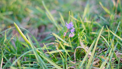 Donau Urlaub Frühling