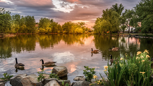 Sunset at Lake Loveland, Colorado with swimming ducks public park.