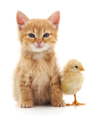 Kitten and chicken.