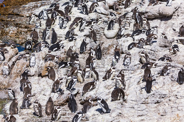 African penguin colony at Stony point in Betty's bay, South Africa